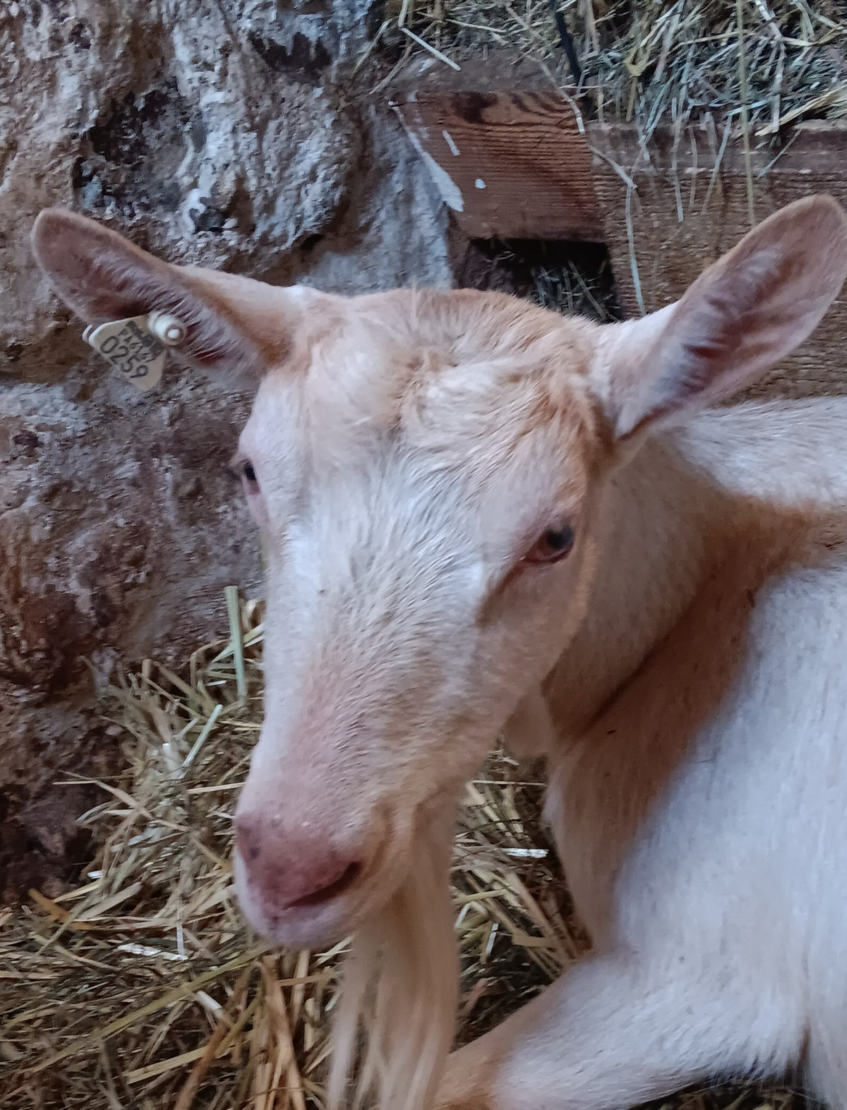 Cream Saanen-type dairy goat doe lying in straw against a stone barn wall, yellow ear tag reading 0259