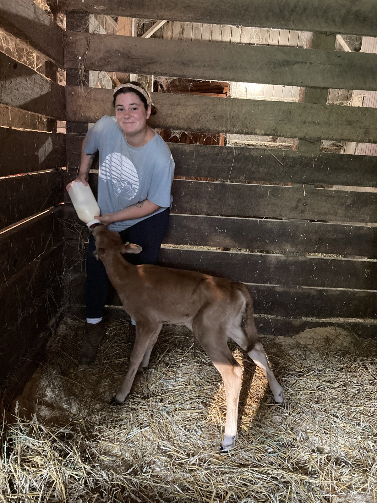 An adult in a headscarf sitting on a straw bale in a dim barn, bottle-feeding a brown calf from a large glass bottle