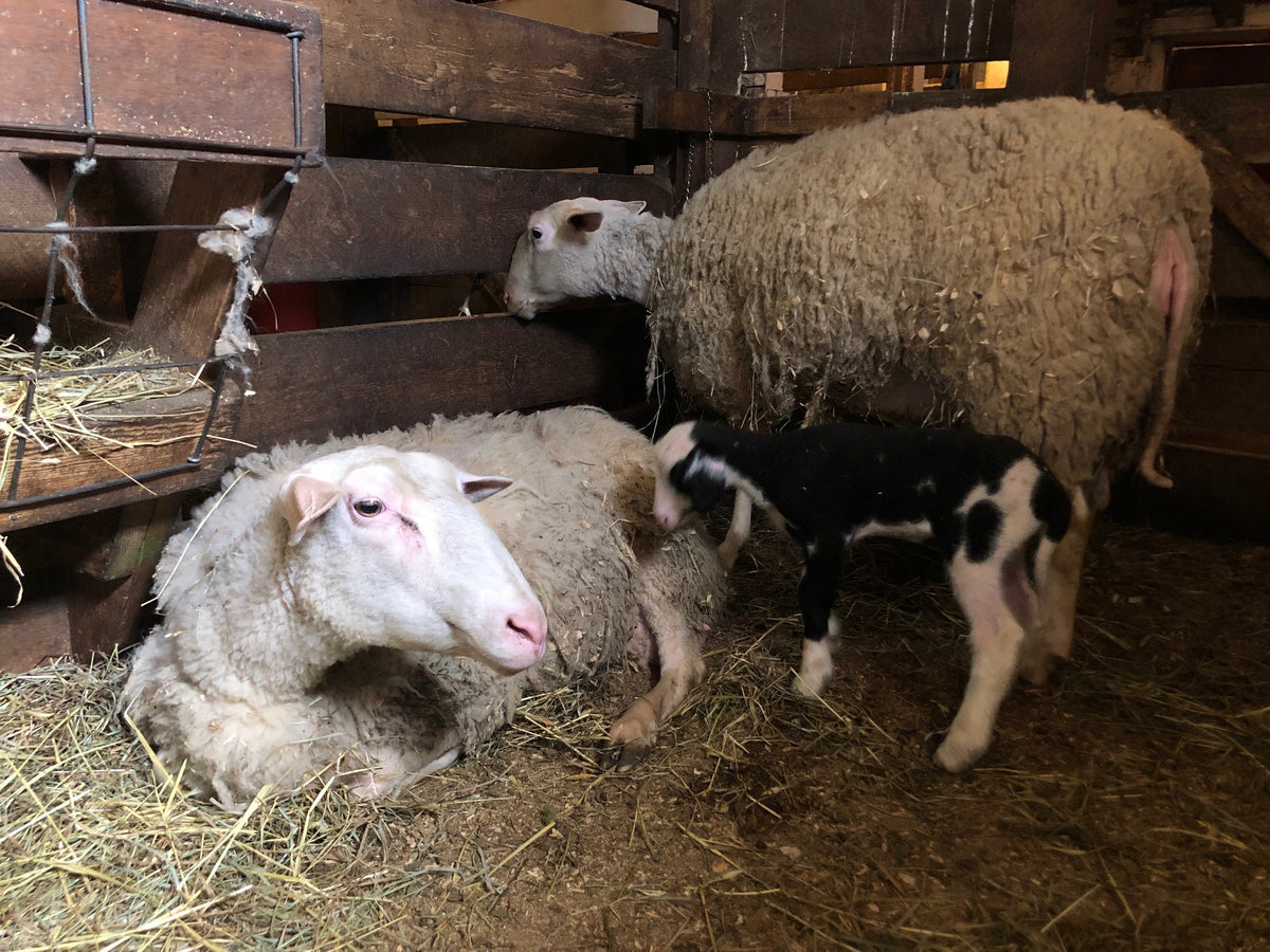 Two heavily fleeced white ewes in a straw-bedded barn pen, one lying down, one at the hay rack, a spotted lamb nursing behind them