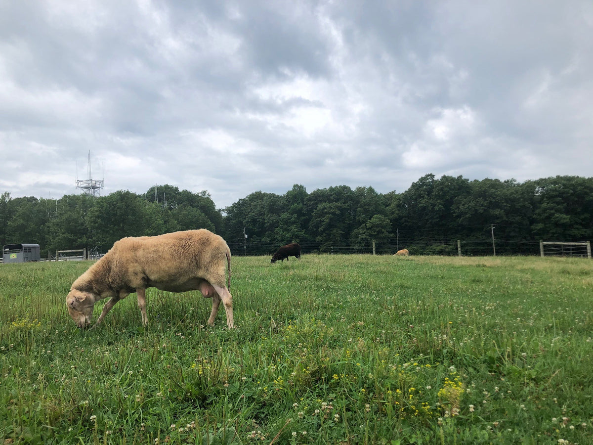 A heavy-fleeced tan sheep grazing head-down in clover pasture, more animals grazing behind, wire fence and tree line under an overcast sky