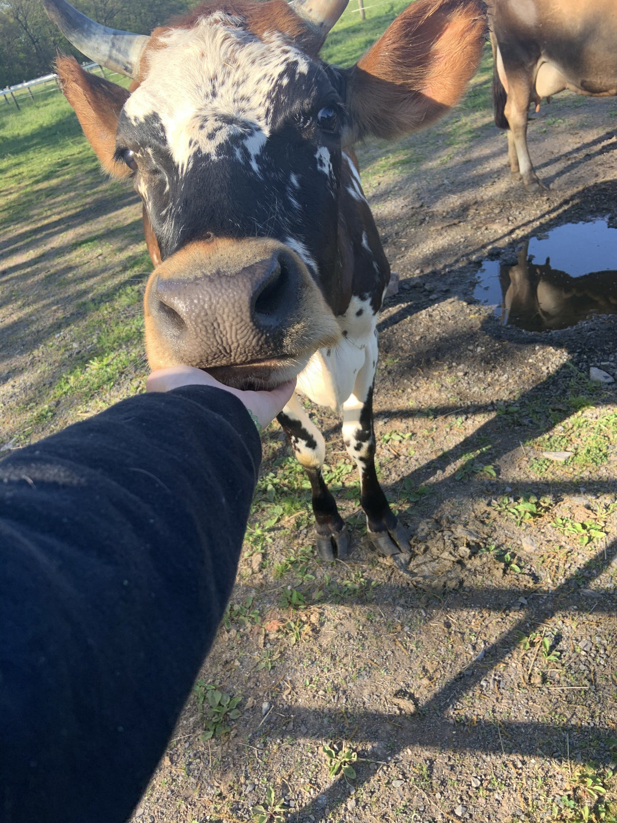 A horned cow with a speckled black, white and rust face licks an outstretched hand in warm late-day sun, a fawn cow behind her