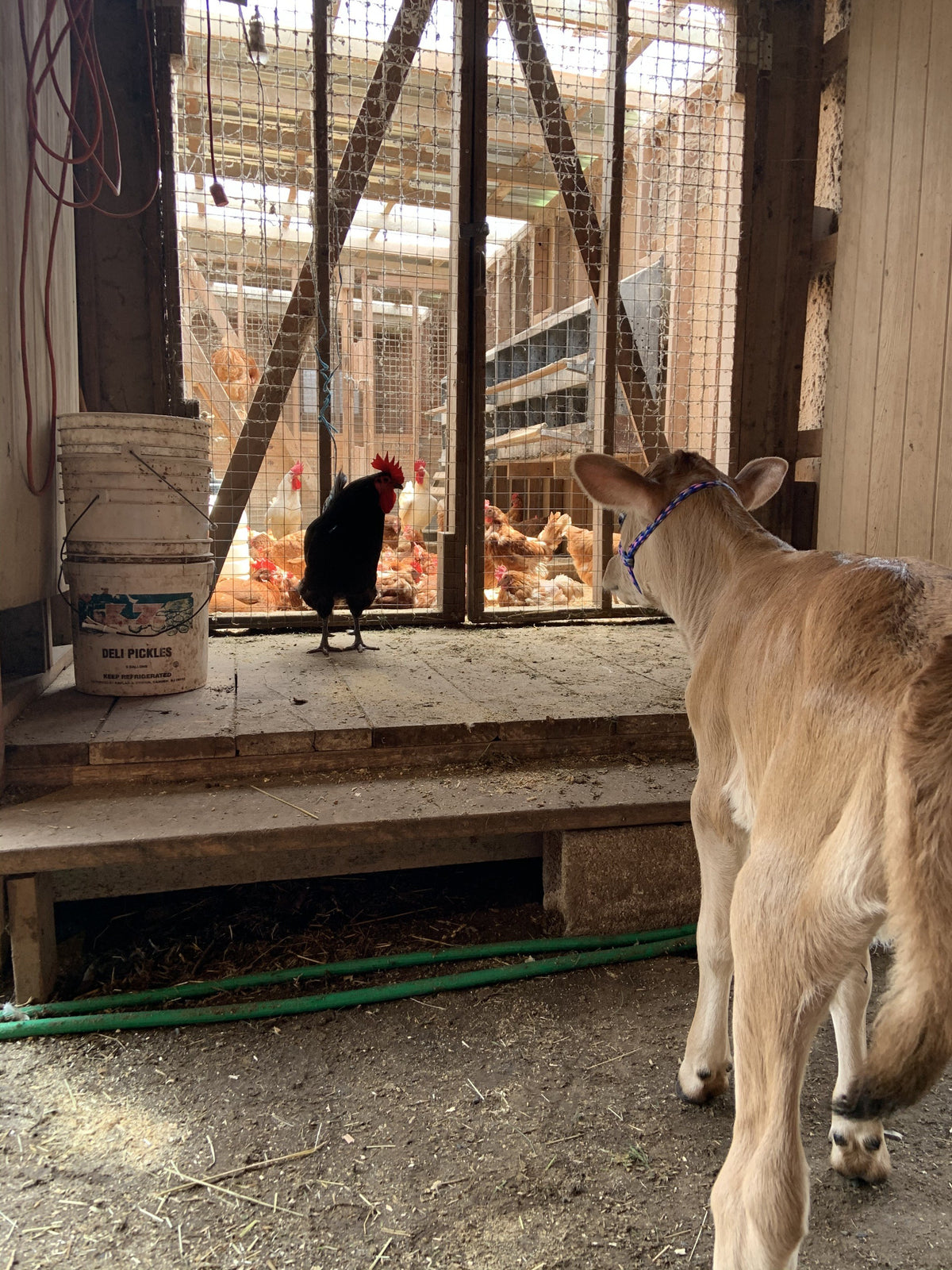 Jersey calf in a blue rope halter, seen from behind, nose to the chicken house door, facing a black rooster with buff and white hens behind