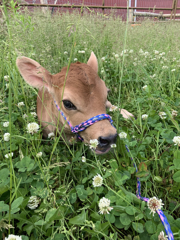 Jersey calf lying in deep grass and white clover, looking at the camera, in a pink-and-blue braided rope halter, red barn wall behind