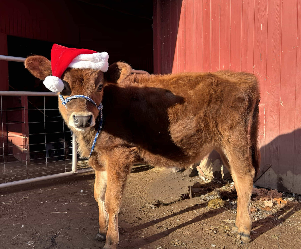 Jersey calf in a red Santa hat and blue-and-white rope halter, standing in bright winter sun against a red barn wall beside a metal gate