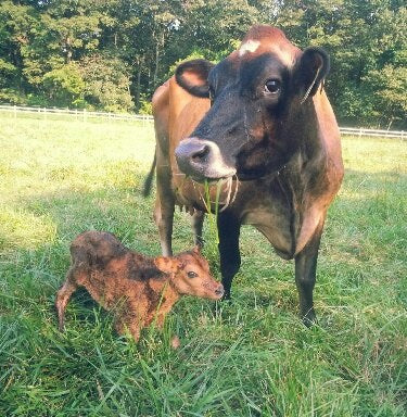 Jersey cow with a mouthful of grass standing over her wobbly newborn calf in a sunlit green pasture