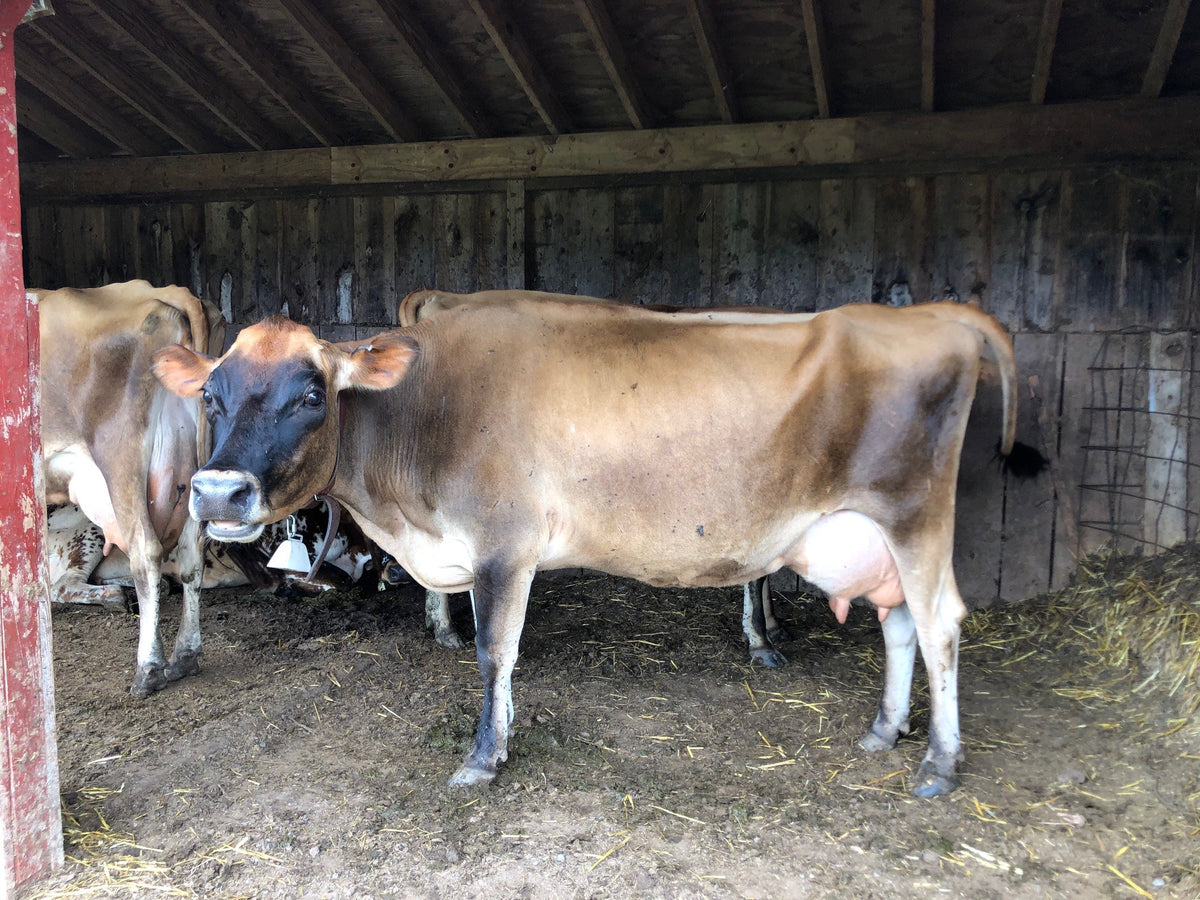 A Jersey cow with a leather collar and cowbell standing side-on in an open wooden run-in shed, looking at the camera, two cows behind her