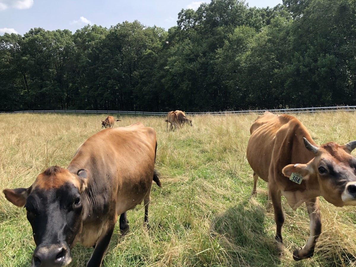 Four Jersey cows grazing a sunlit summer pasture, one looking at the camera and one with green ear tag 384, woods and board fence behind