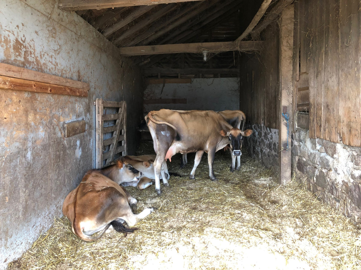 Three Jersey cows in an old stone-and-timber bank barn stall, one standing with a full udder facing the camera, two lying in deep straw