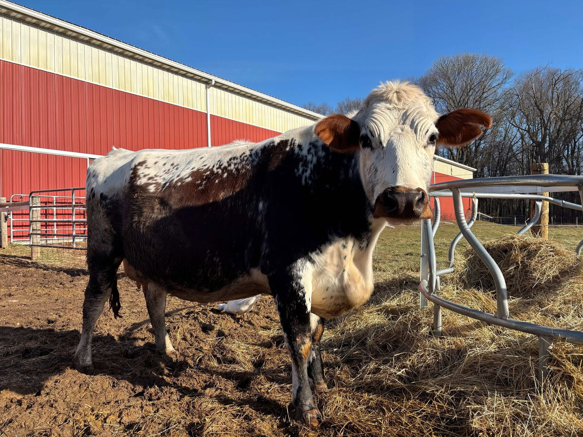 Large black, white and roan spotted bovine with red-brown ears in a muddy winter lot beside a round-bale hay feeder, red and cream barn behind