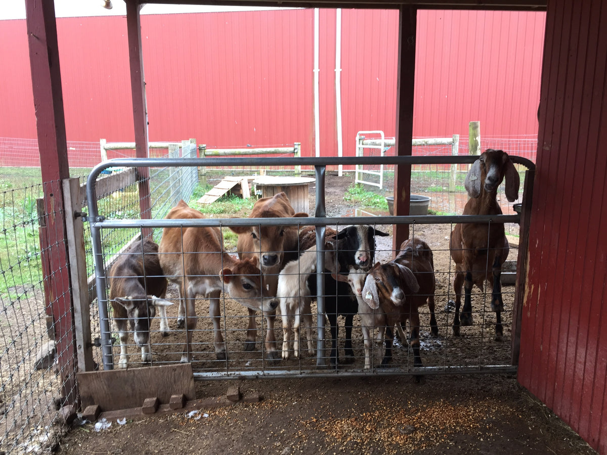 Young stock at a metal gate under the barn overhang on a wet day: two Jersey calves, a sheep, two Nubian-type goat kids and a brown Nubian goat