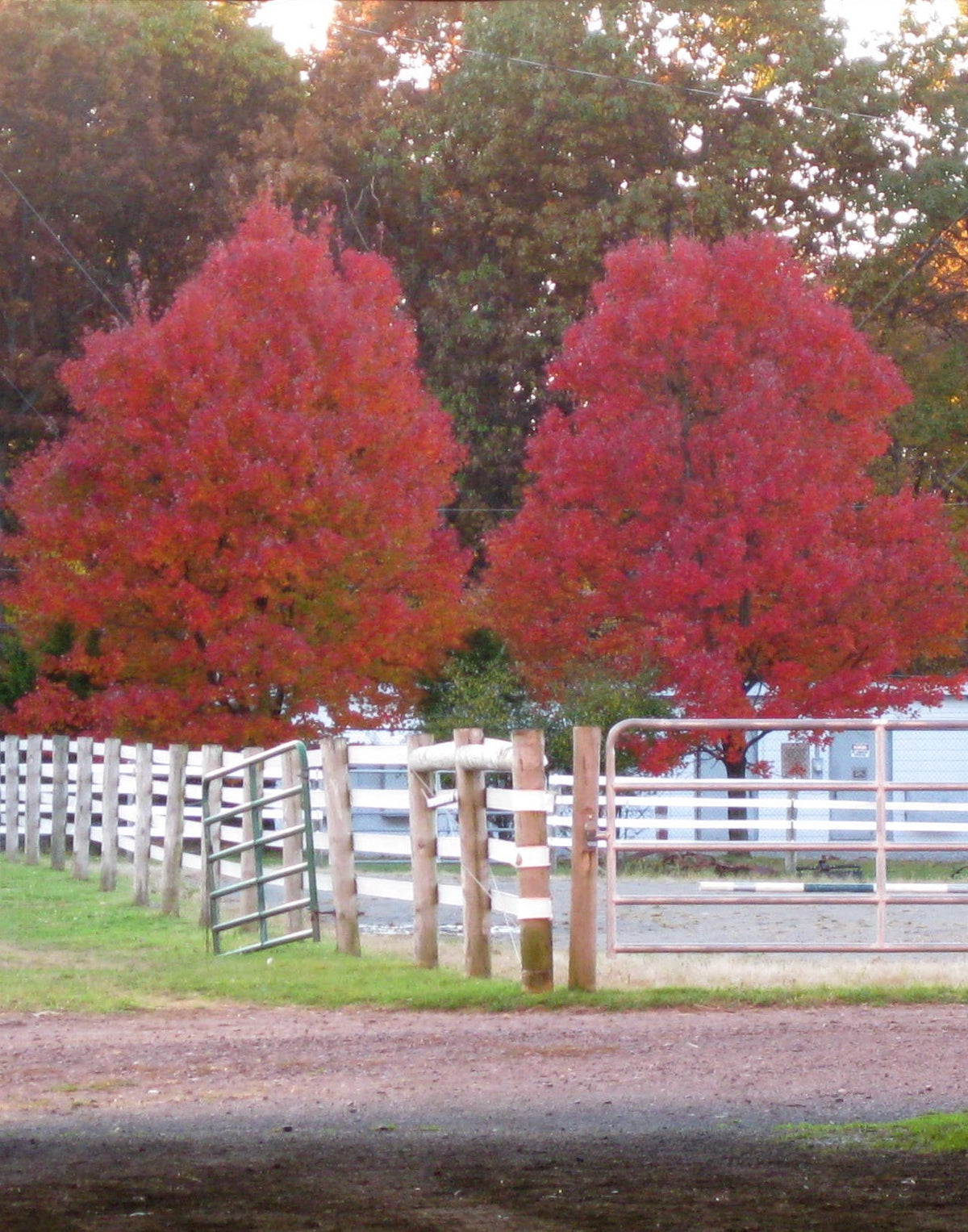 Two maples in full scarlet autumn color behind a white board fence, with a green metal farm gate and a gravel lane in front