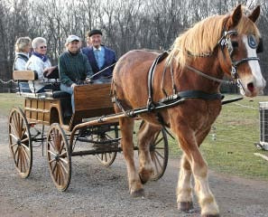 Mr. Cicione riding in a horse-drawn wagon at Flint Hill Farm on a visit for his 92nd birthday