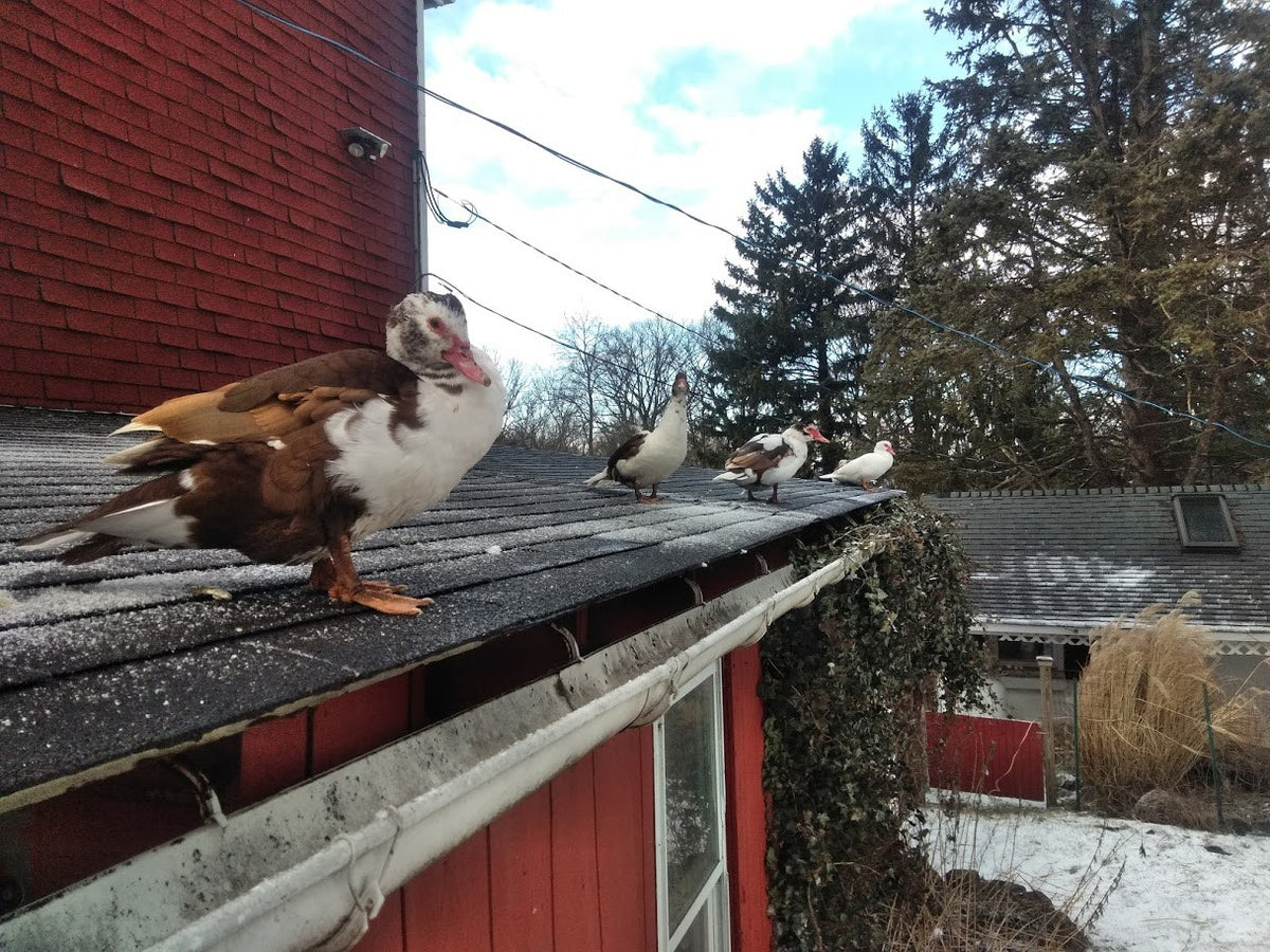 Five brown-and-white Muscovy ducks in a line along the frosty shingle roof of the red outbuilding, snow and evergreens behind