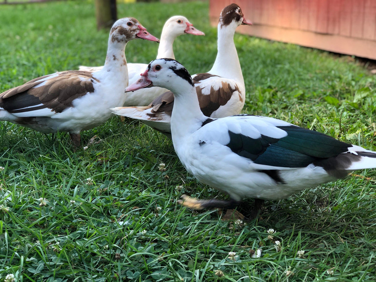 Four Muscovy ducks, pied, brown-and-white and all white, standing together on clover-flecked grass beside a red outbuilding in warm light