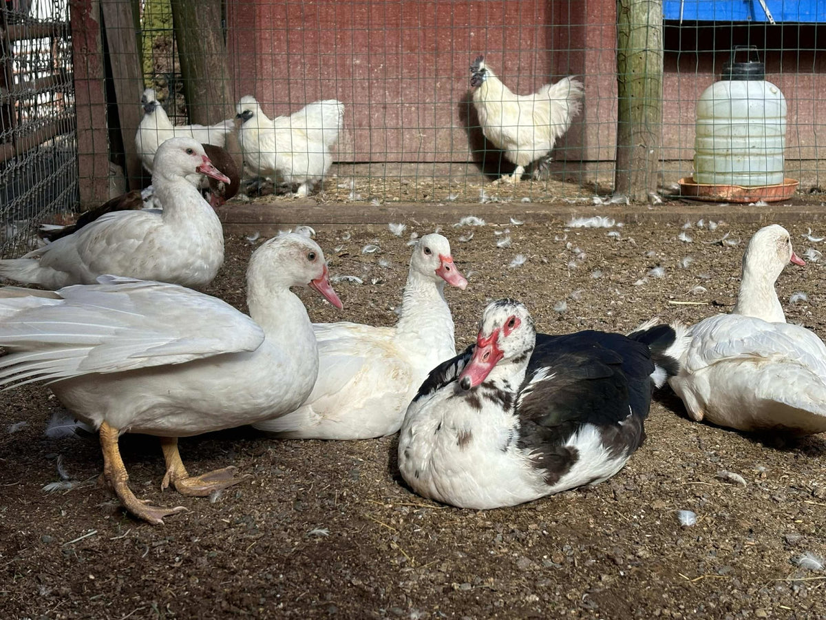 Muscovy ducks, white, black-and-white and pied, resting on bare dirt in a wire-fenced yard, white Silkie chickens in the pen behind