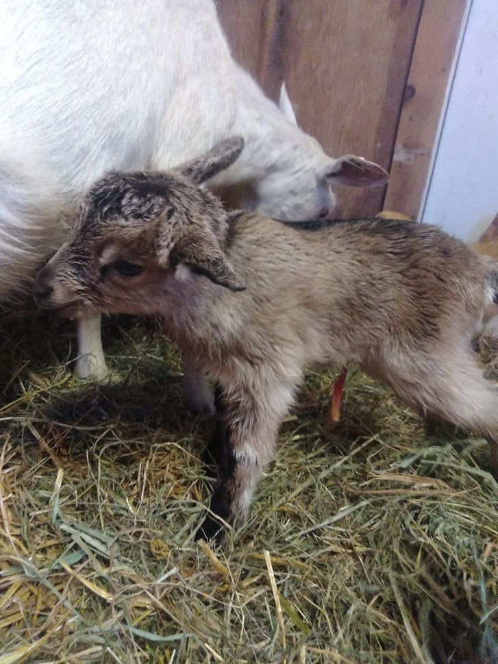 Newborn brown and gray goat kid, coat still damp and curled, standing unsteadily on hay next to its white mother in a barn stall