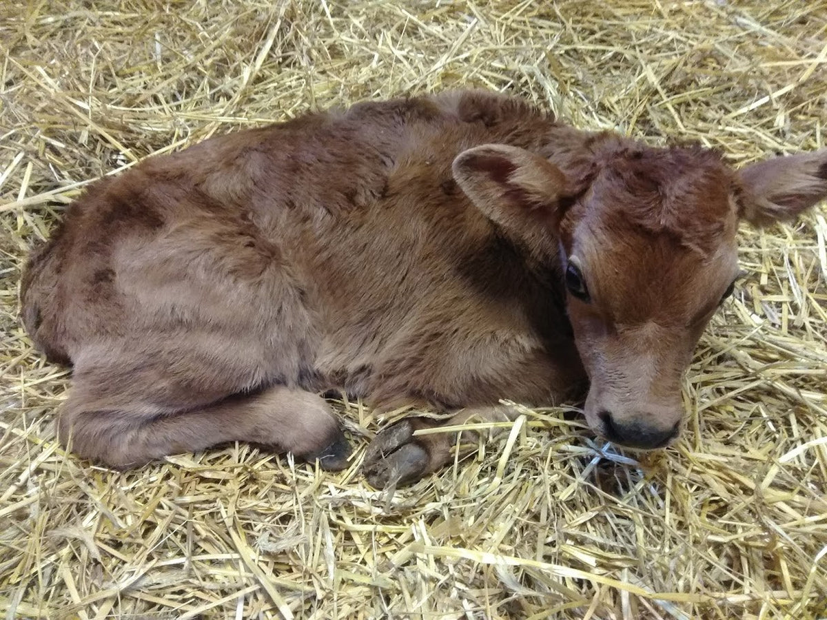 A newborn fawn-brown Jersey calf curled up asleep on deep straw, head down and ears forward, one eye half open toward the camera