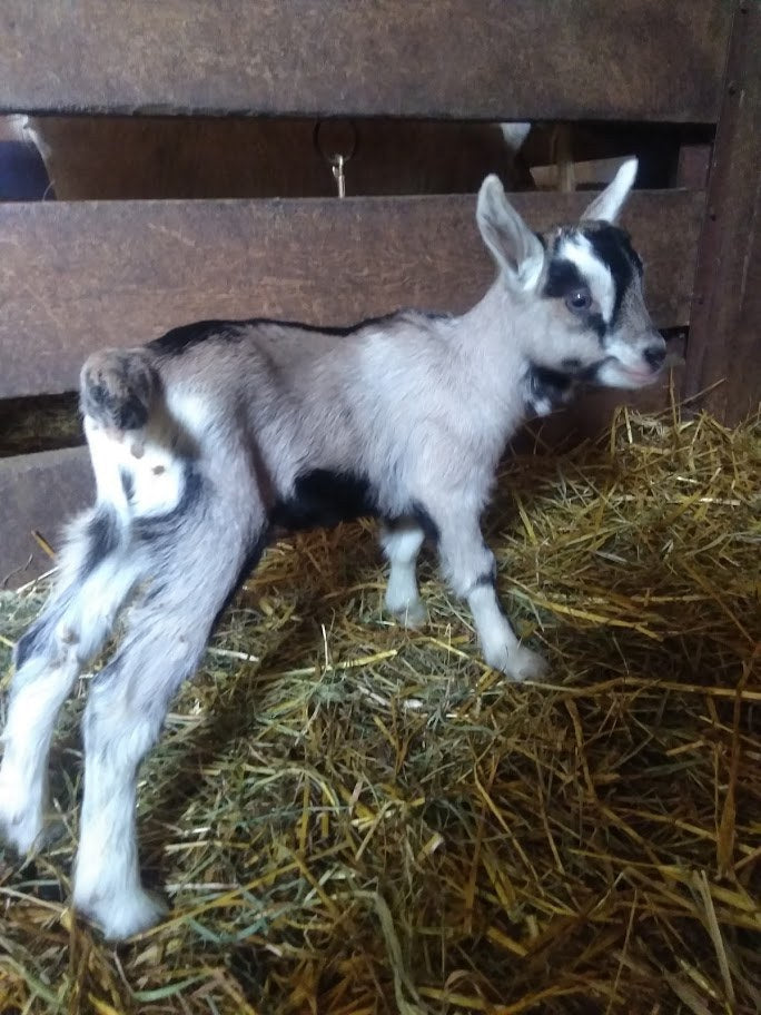 Newborn goat kid, gray and white with black facial markings, standing alone on straw bedding in a wooden barn stall