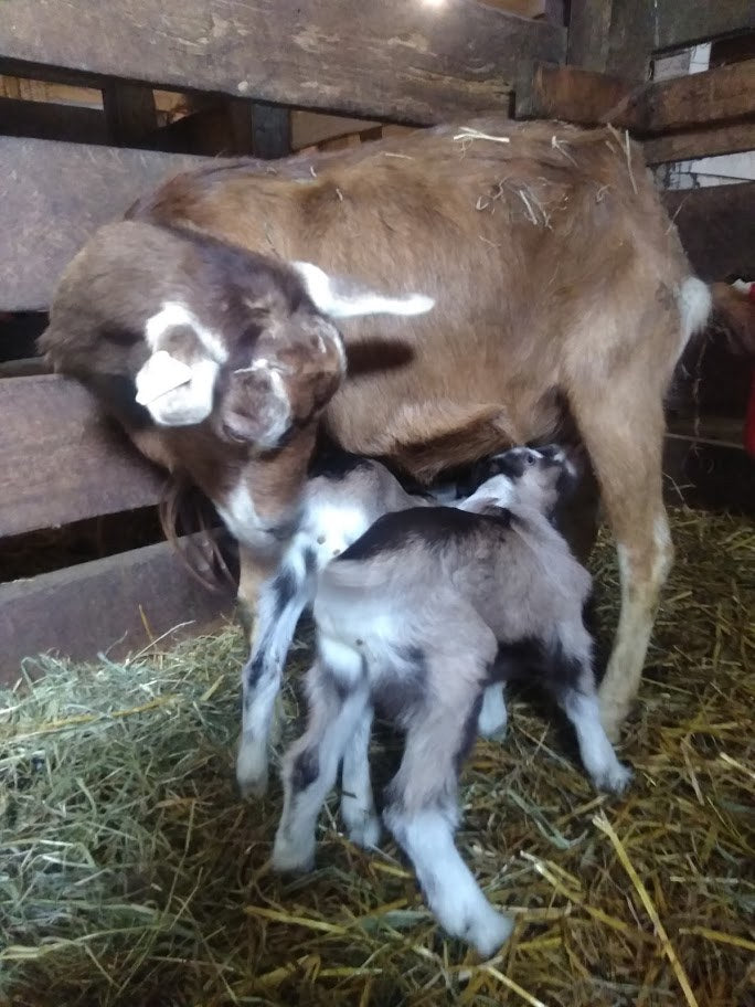 Two newborn goat kids, one gray-and-white and one brown, nursing from a tan Nubian-type doe in a straw-bedded wooden barn pen
