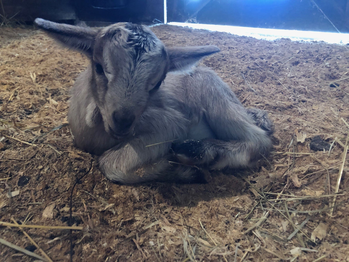 A newborn gray goat kid with dark facial stripes and long upright ears, curled on sawdust bedding in a barn stall, coat still damp