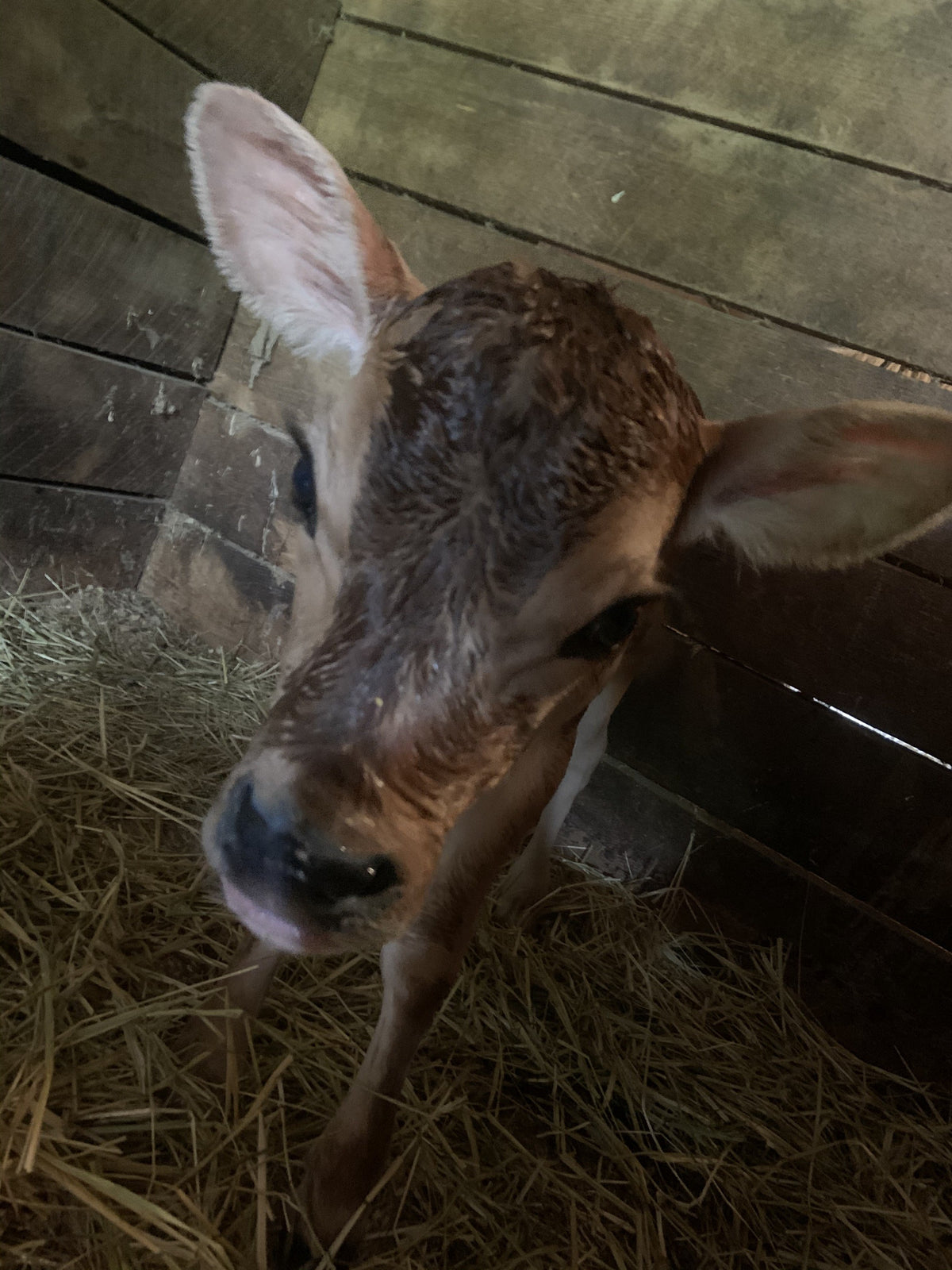 Newborn Jersey calf, coat still damp and curled, standing on straw in a plank-walled stall and looking up at the camera