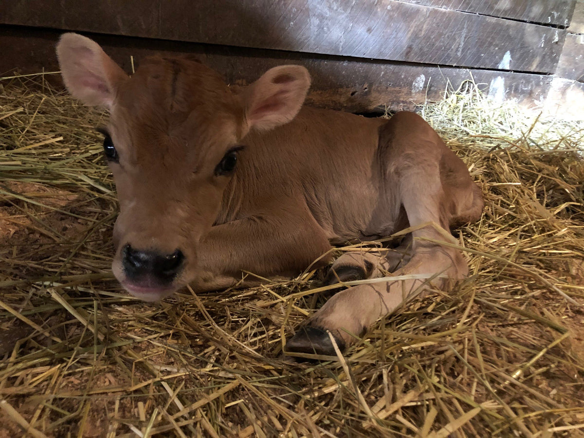 Newborn Jersey calf curled up in deep straw in a wooden stall, head raised and looking straight into the lens