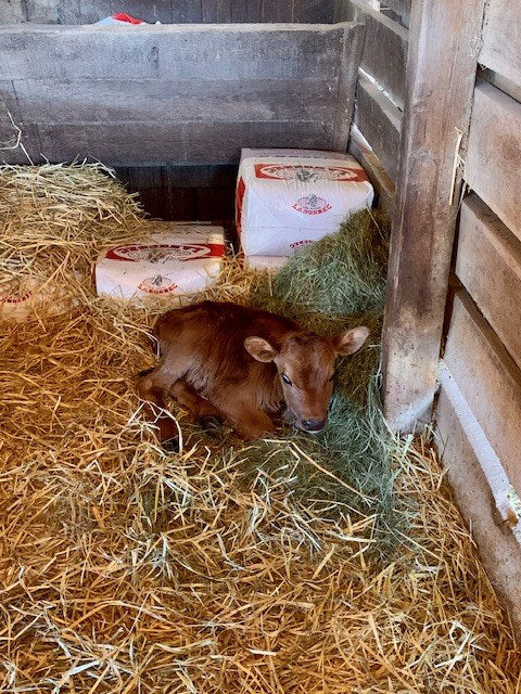 Newborn Jersey calf lying curled in deep straw in a wooden box stall, bagged bedding stacked behind it