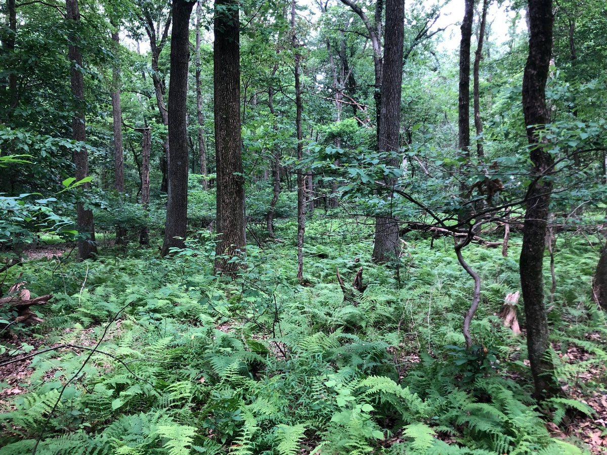 Open oak woodland with a dense green fern understory covering the forest floor