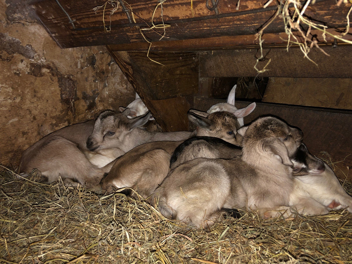 Five or six young Alpine goat kids piled together asleep in deep straw in a dim barn corner, tan bodies with black dorsal stripes