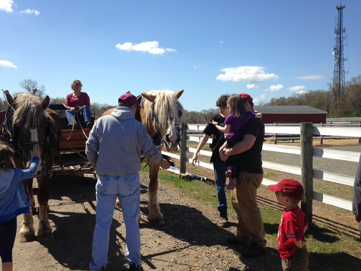 A pair of draft horses in harness hitched to a wagon on a bright spring day, a driver on the seat and visitors, including children, petting them