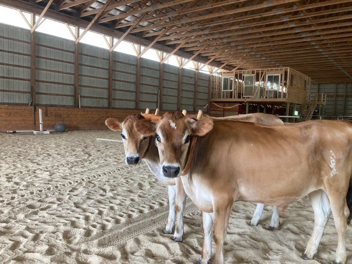 A pair of young Jersey oxen standing in a wooden neck yoke on the sand floor of the indoor arena, looking straight at the camera