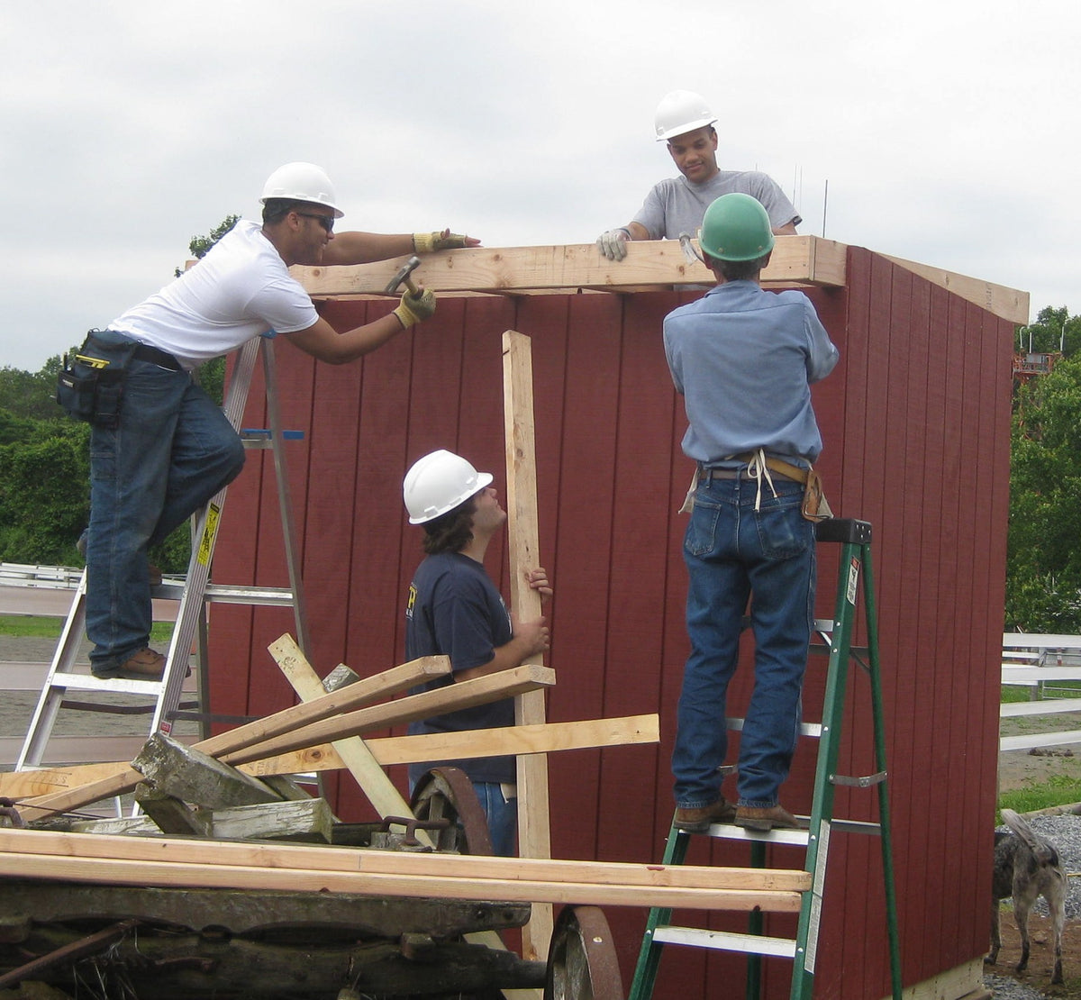 Four people in hard hats and tool belts framing the roof of a small red board-and-batten shed, two on ladders, a dog at the right edge
