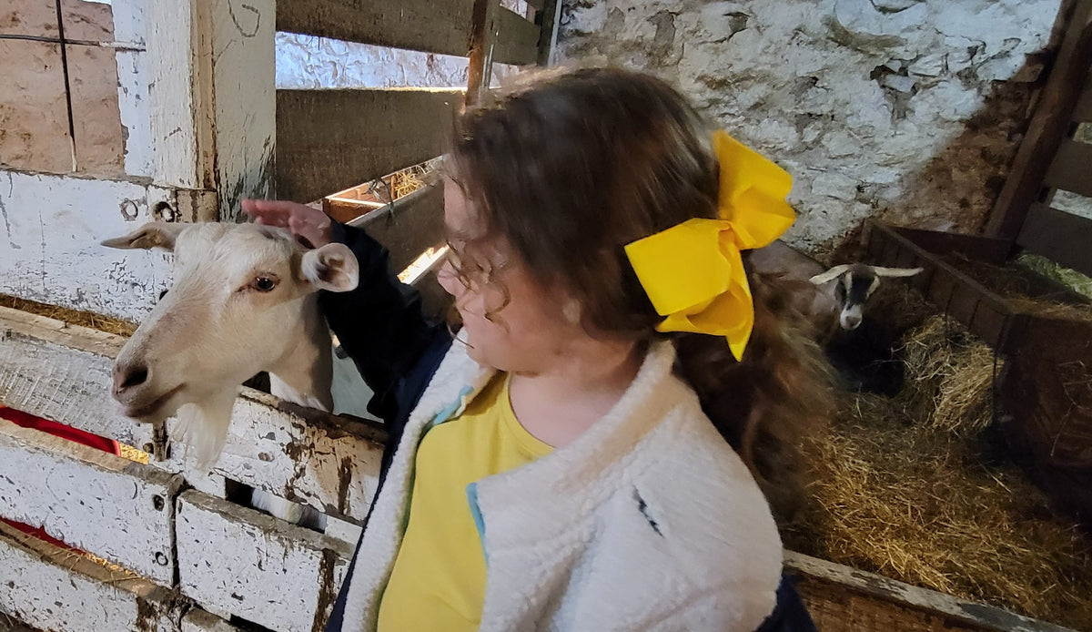 A young person in a fleece vest and yellow hair bow reaching over a whitewashed stall board to pet a white goat