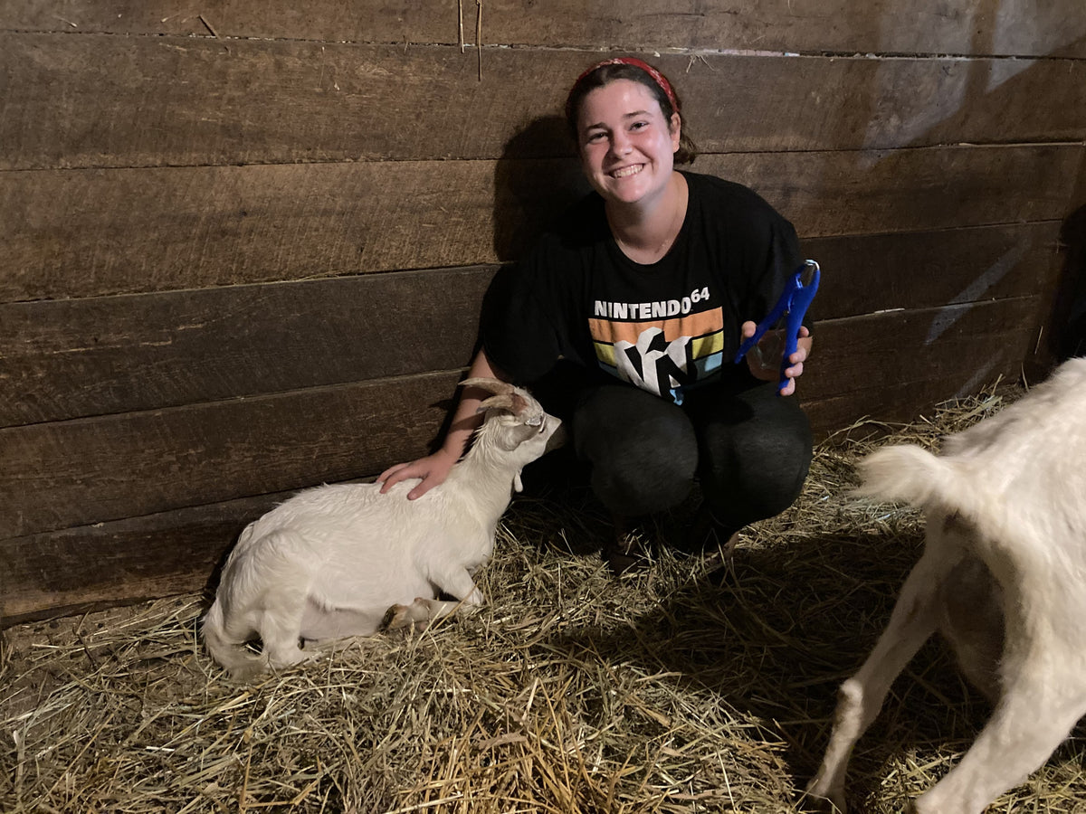 A young person kneeling in a straw-bedded stall with a hand on a white goat lying beside them, holding blue hoof trimmers