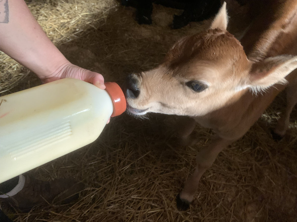 A hand offers a bottle of milk with a red rubber nipple to a newborn fawn Jersey calf lying in straw, its muzzle on the nipple