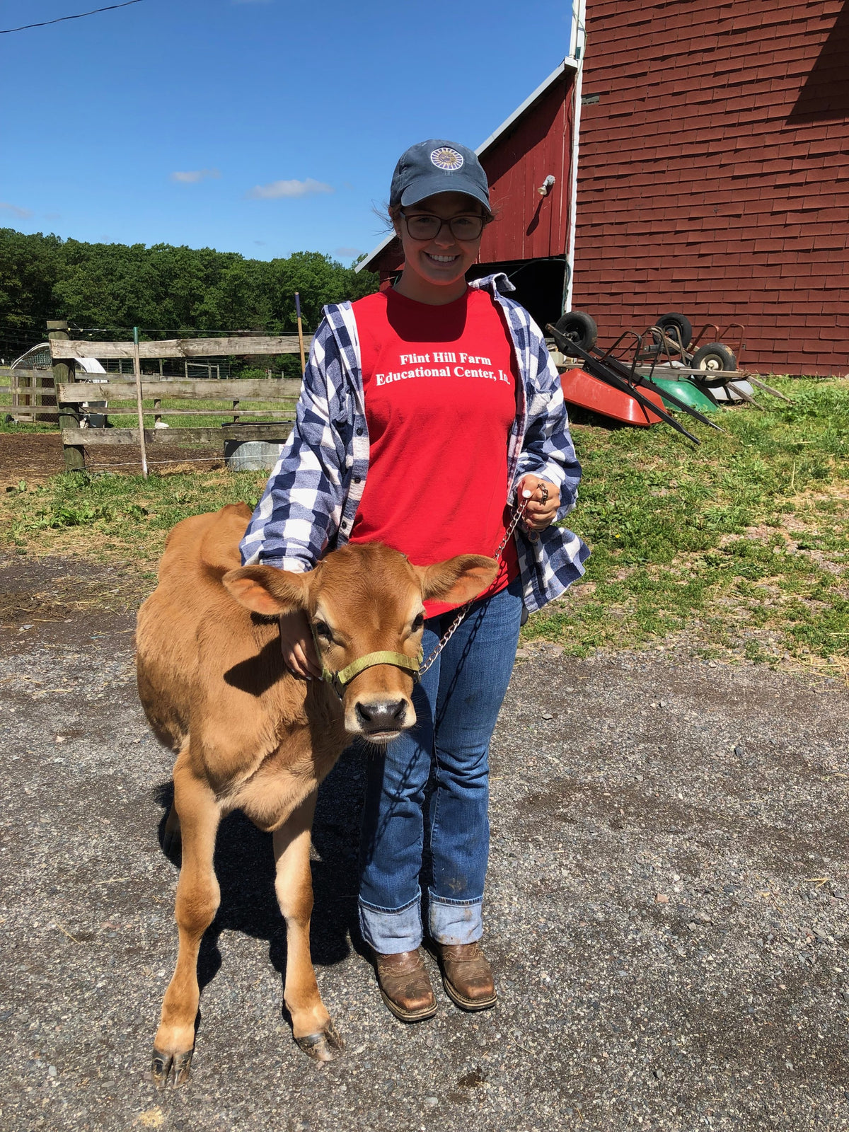 An adult in a red Flint Hill Farm Educational Center T-shirt, cap and glasses crouching on the drive beside a Jersey calf on a chain lead