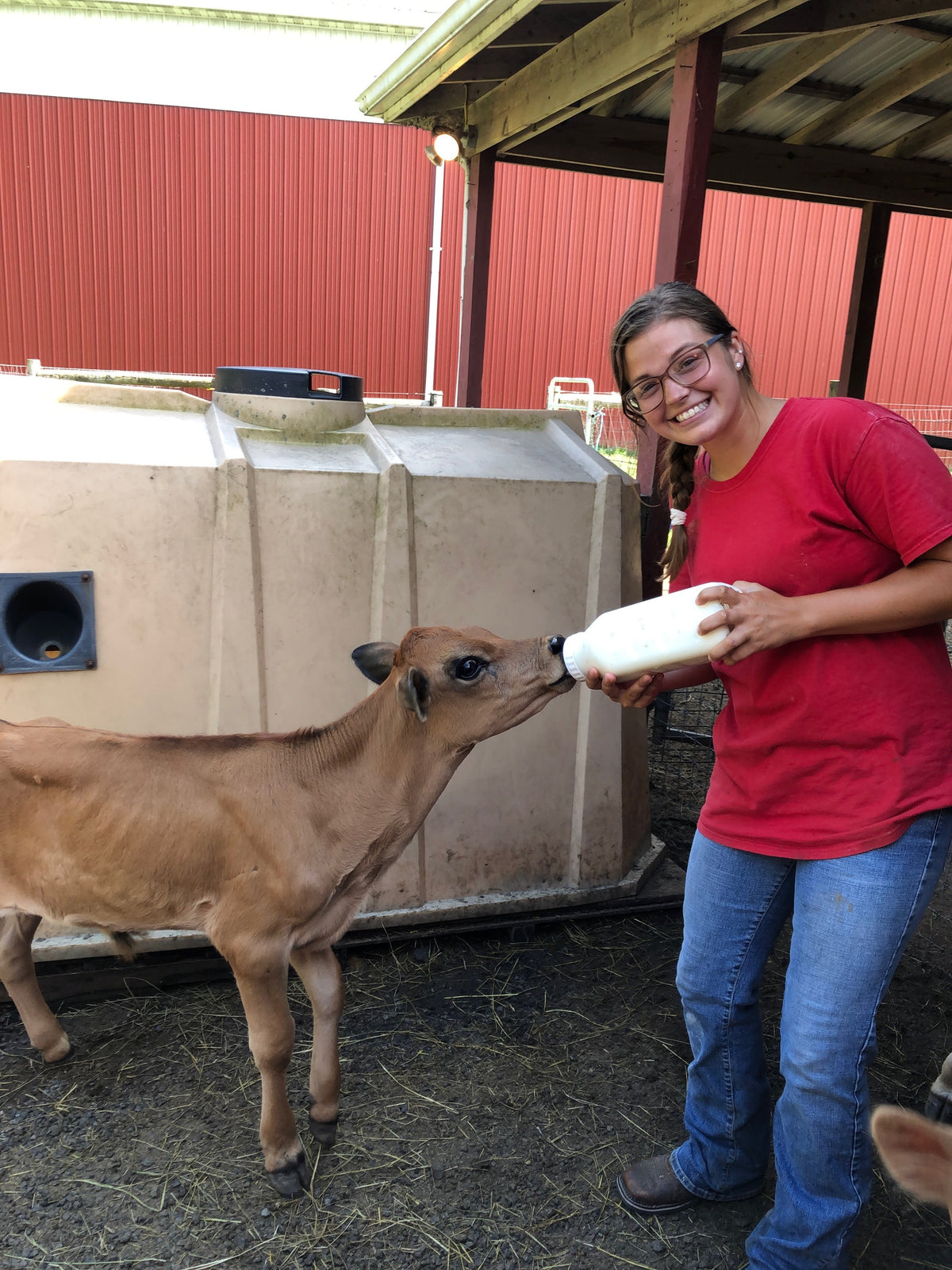 A young adult in a red T-shirt bottle-feeding a Jersey calf under the red barn overhang, the calf gripping the bottle and looking at the camera
