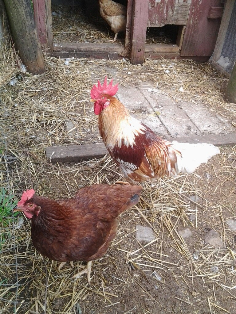 Red-and-white rooster and a rust-red hen on straw-strewn ground outside the open door of a red wooden coop, a third hen inside