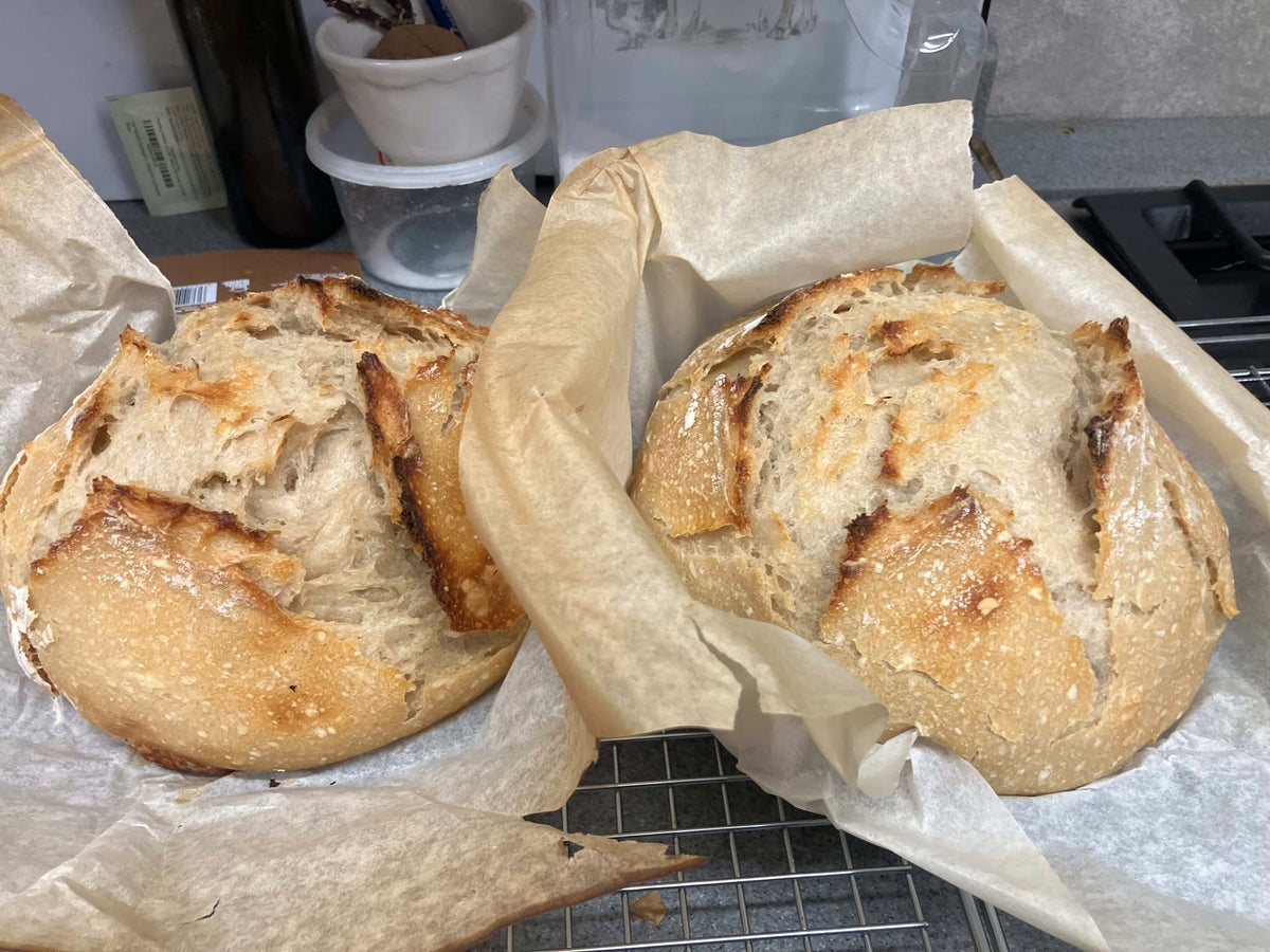 Two round scored sourdough boules cooling on parchment over a wire rack on a kitchen counter