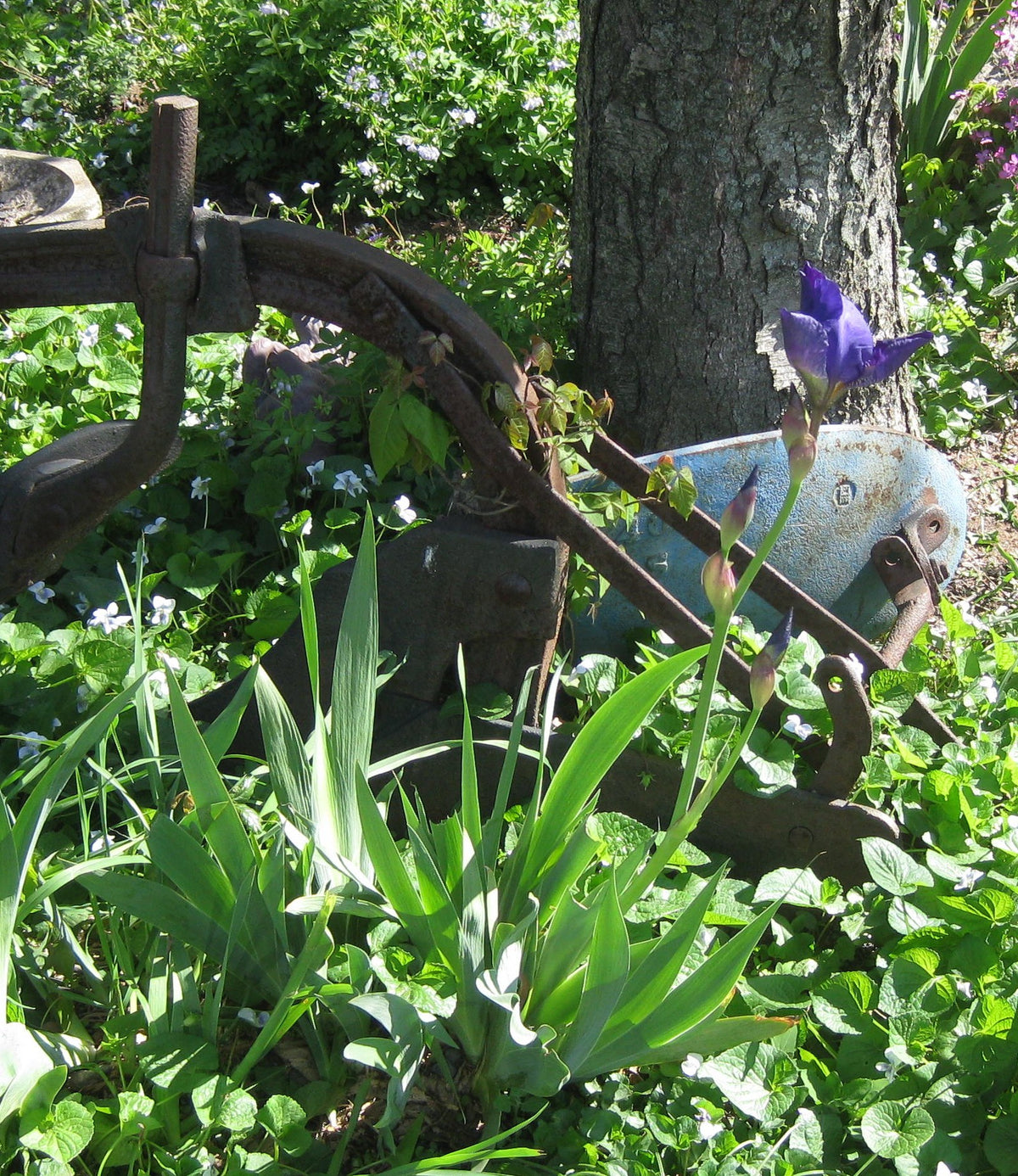 Rusted antique horse-drawn implement with a blue cast metal seat, set as a garden ornament among wild violets and budding iris at a tree's base