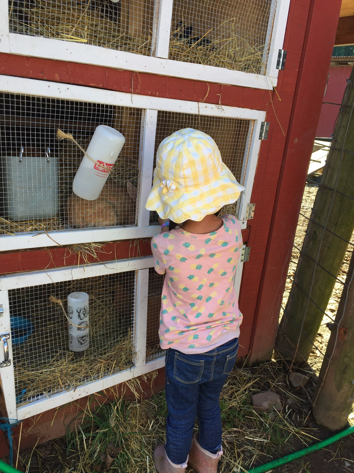 Seen from behind, a small child in a yellow gingham sun hat and pineapple-print shirt leaning in to look at rabbits in red-and-white hutches