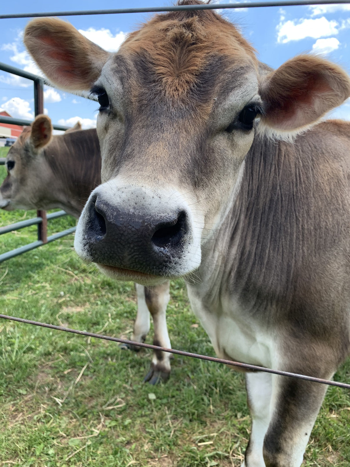 Tight close-up of a Jersey cow's head at a wire fence, gray-fawn face, dark muzzle and long lashes, with green pasture and blue sky behind