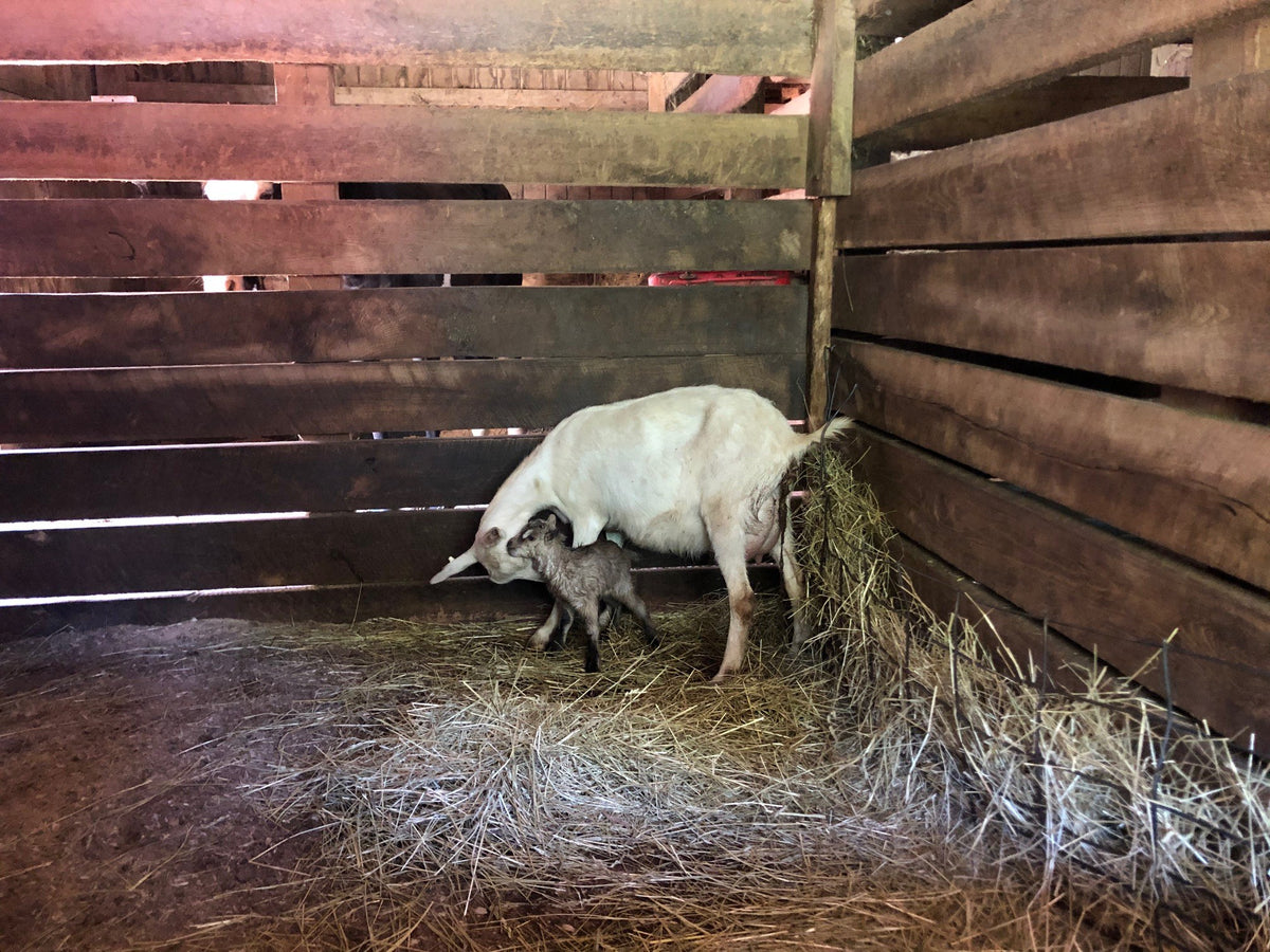White dairy goat doe in a wooden barn stall nosing a newborn gray-and-black kid that stands unsteadily beneath her, loose hay behind
