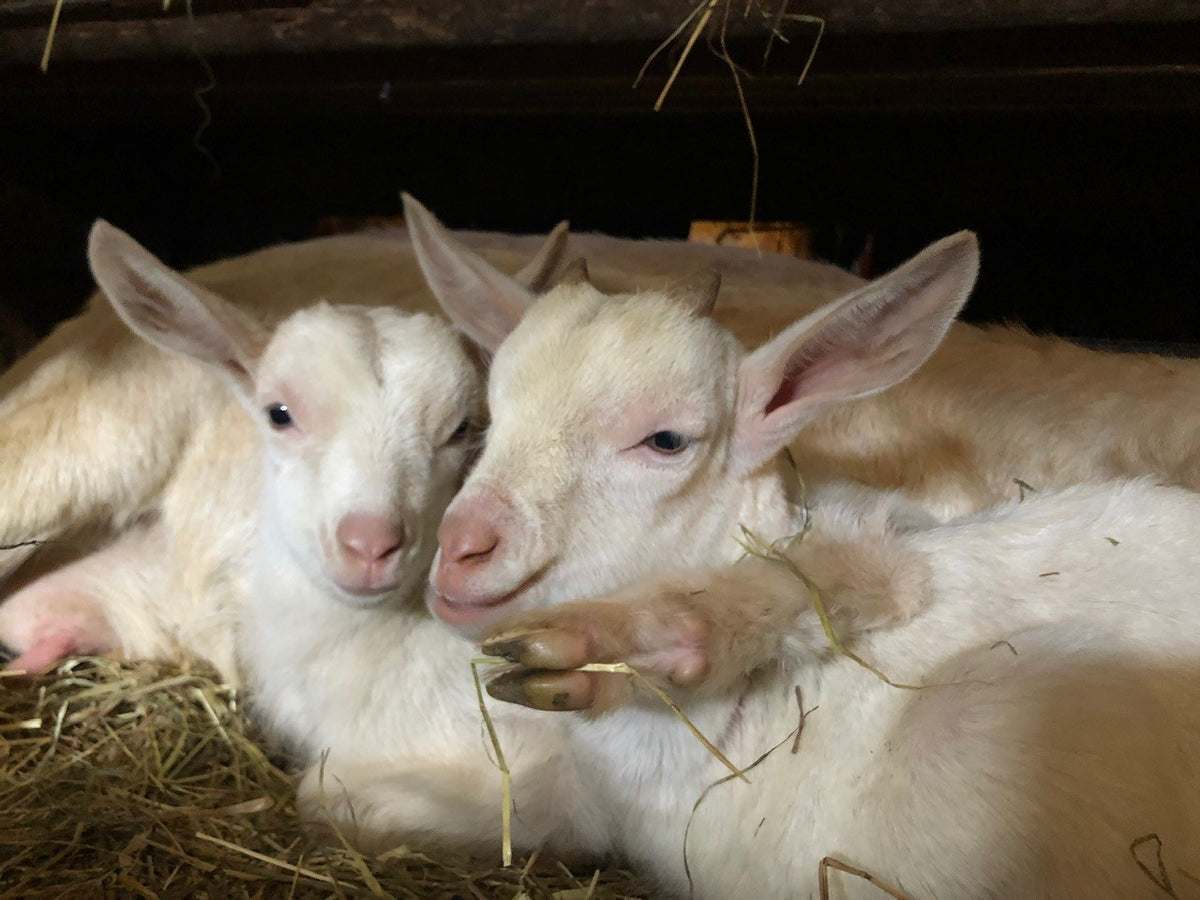 Two white dairy goat kids lying head-to-head in straw bedding in a dim barn stall, a third goat behind them