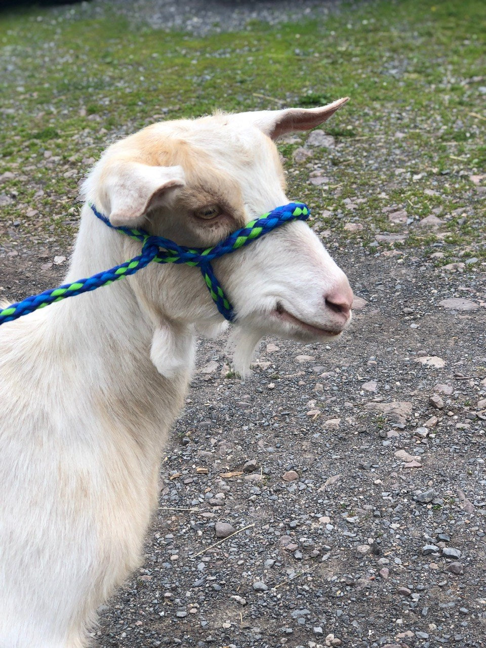 White Saanen-type dairy goat in a blue-and-green rope halter, head-and-shoulders profile, standing on a gravel yard