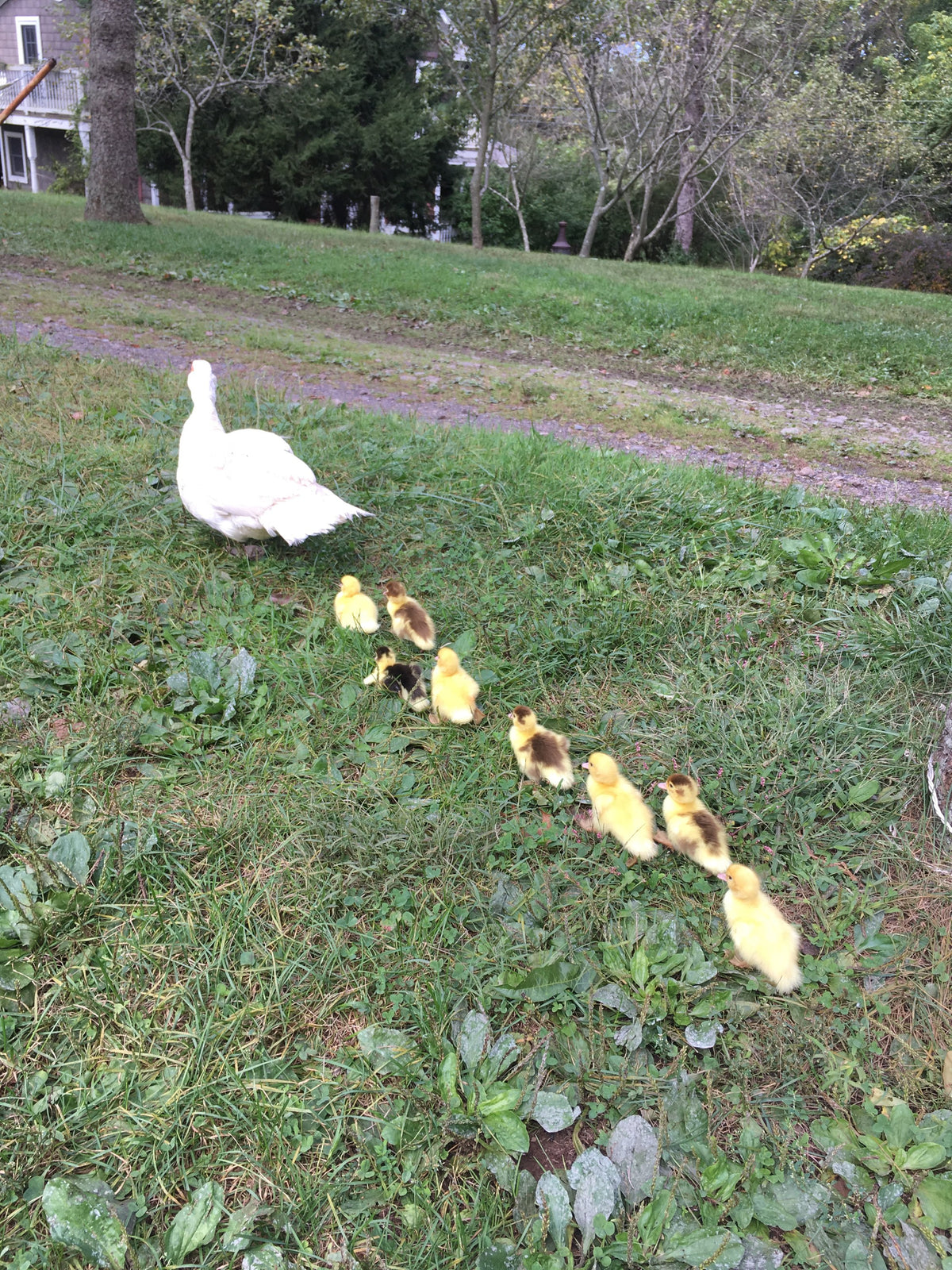 White duck leading eight yellow and brown ducklings in single file along the grassy edge of the gravel farm lane