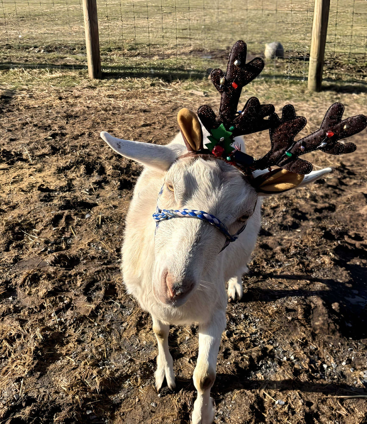 White Saanen goat in glittery reindeer antlers with holly and bells and a blue rope halter, in golden winter sun on a muddy paddock