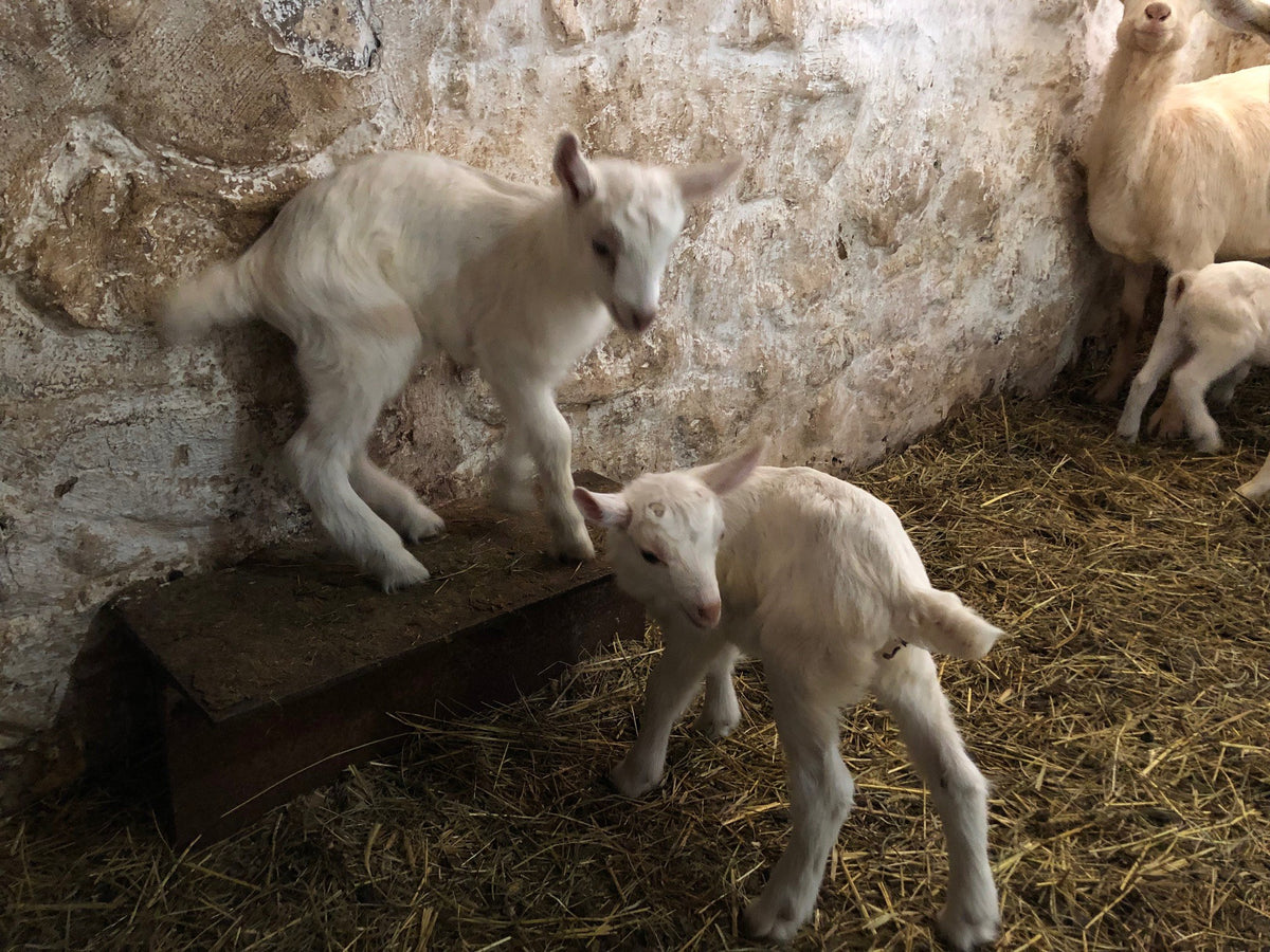 Two white Saanen-type goat kids playing on a low wooden step in a straw pen against an old whitewashed stone wall, the doe at the right edge