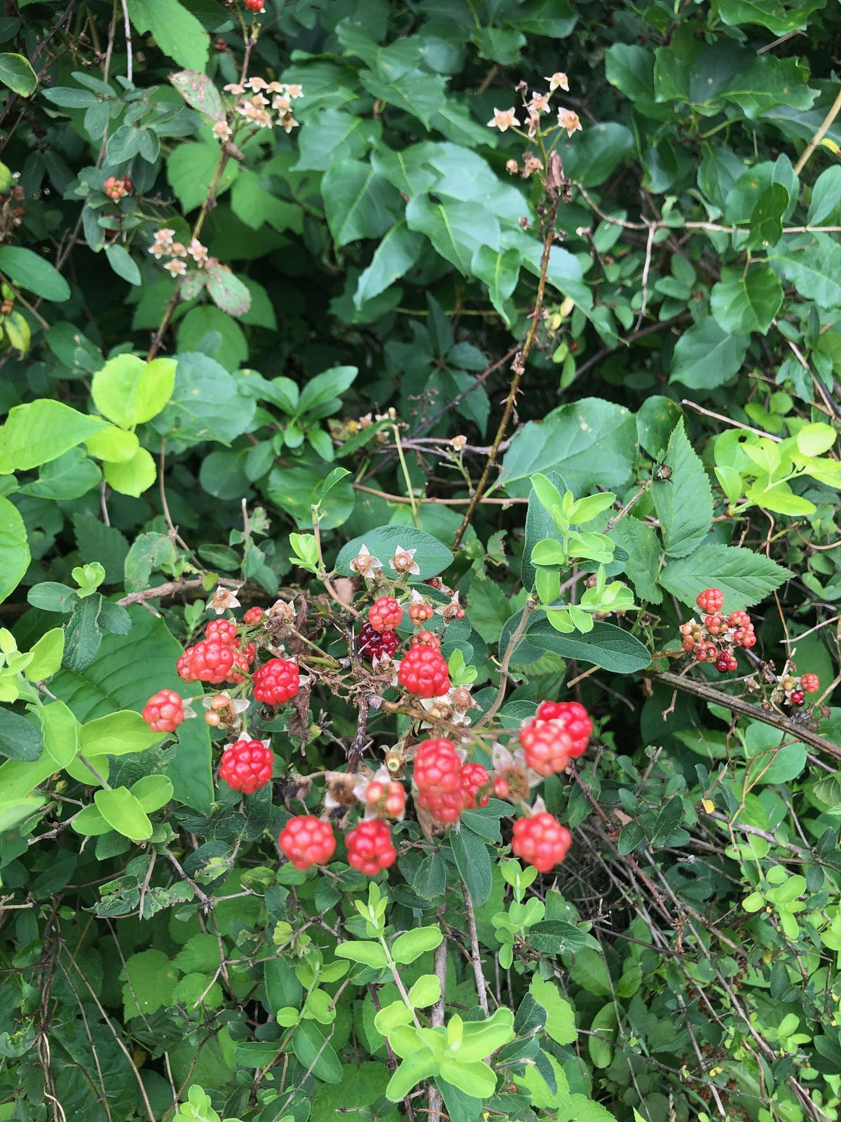Wild black raspberries ripening on thorny canes in a hedgerow, red and dark fruit clustered among green leaves