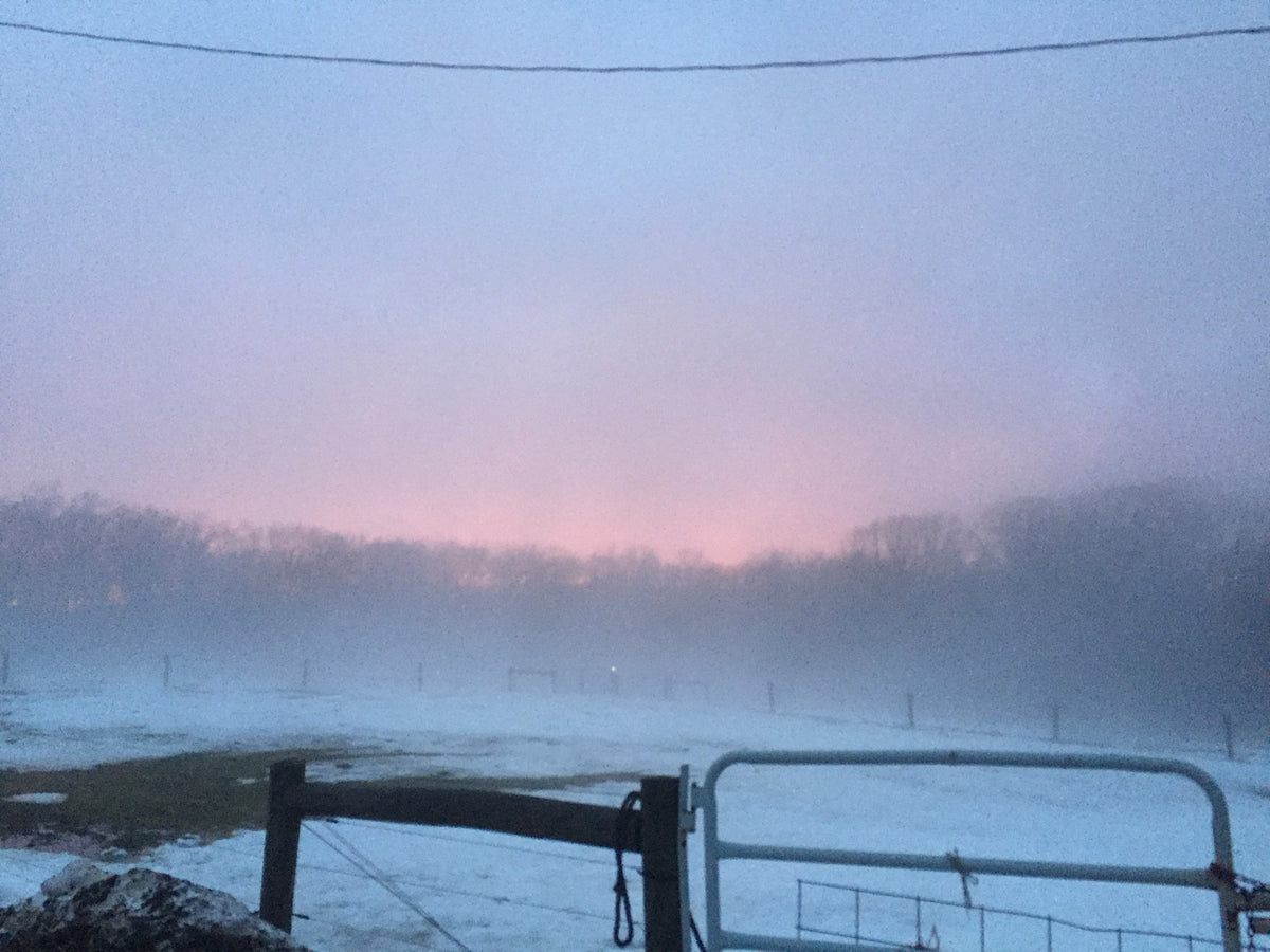 Winter dawn over a snow-covered pasture, pink sky above a fogged tree line, a white metal farm gate and wooden fence in front